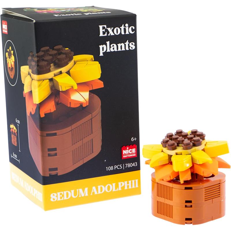 Plantas exóticas construção Sedum Adolphii