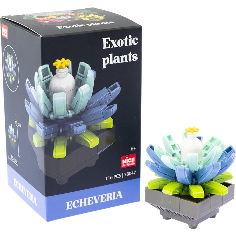 Plantas exóticas construção Echeveria