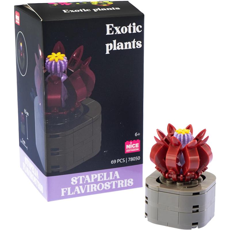 Plantas exóticas construção Stapelia Flavirostris
