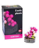 Plantas exóticas construção Nertera