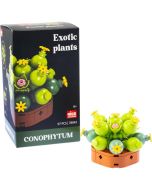 Plantas exóticas construção Conophytum
