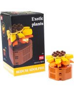 Plantas exóticas construção Sedum Adolphii