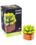 Plantas exóticas construção Aeonium canariense