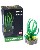 Plantas exóticas construção Abuca Spiralis