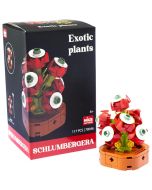 Plantas exóticas construção Schlumbergera