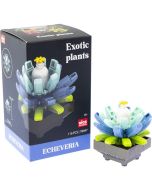Plantas exóticas construção Echeveria