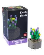 Plantas exóticas construção Sanseviera Velvet