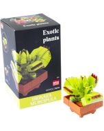 Plantas exóticas construção Dionae Muscipula