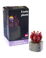 Plantas exóticas construção Stapelia Flavirostris
