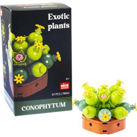 Plantas exóticas construção Conophytum