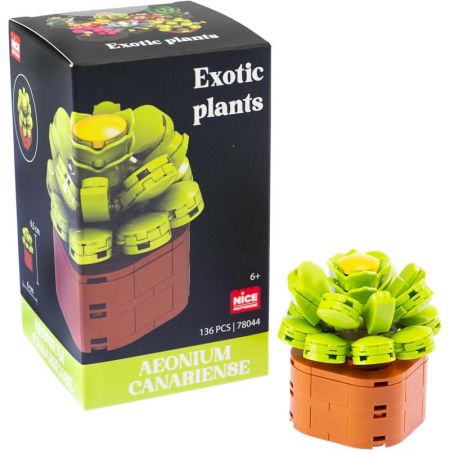 Plantas exóticas construção Aeonium canariense