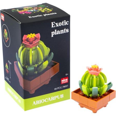 Plantas exóticas construção Ariocarpus